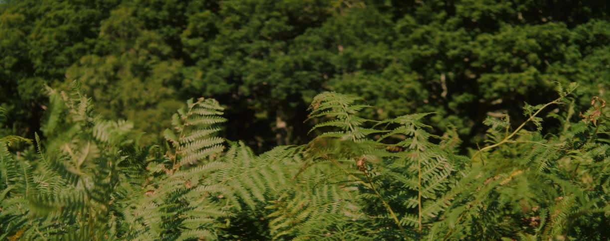 Green fern leaves in focus with trees in the background