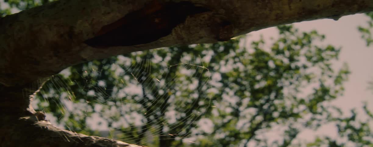 Closeup of spider web on a tree branch in daylight