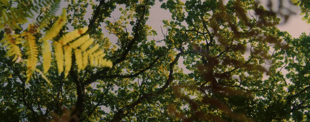 Sunlight shines on trees as plants move in the breeze