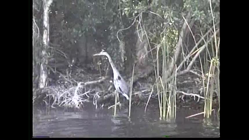 A gray heron walking through the water next to a tree and some tall reeds in a swampy environment