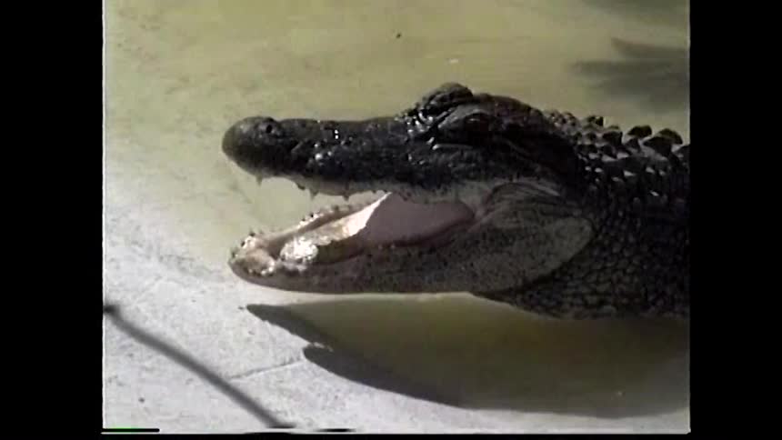 A video with a low quality grainy filter shows a close view of a dark alligator in shallow water with its mouth slowly opening wide to reveal its teeth before it closes its jaw and looks to the left