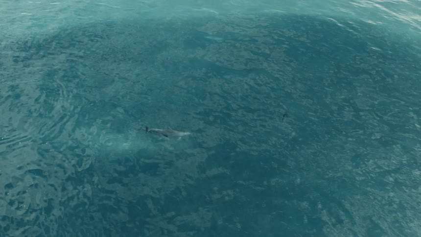 A dolphin swims effortlessly in tranquil ocean waters