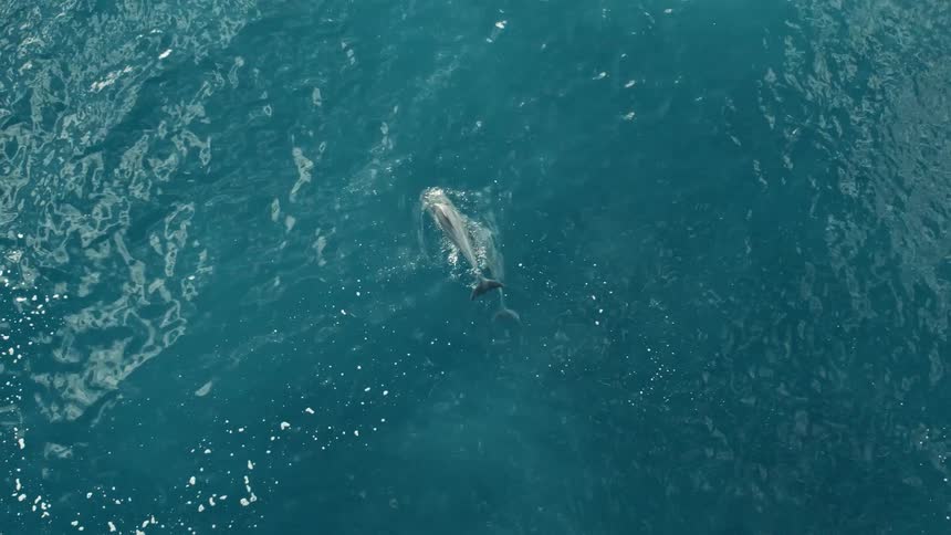 Two dolphins swimming together as if connected move through blue ocean water at the surface before heading back underwater