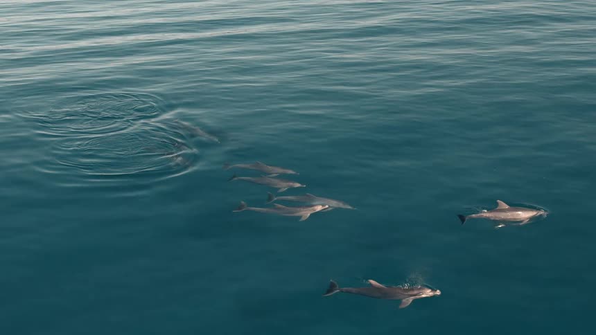A pod of dolphins swims together near the ocean surface