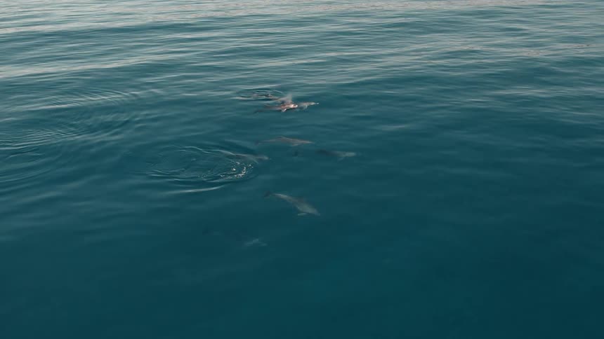 The dolphins dive and swim together