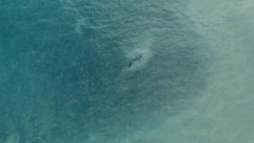 An overhead shot of two whales swimming close together in near a coast in calm ocean water while seagulls pass by overhead
