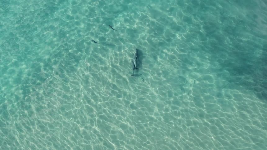 Aerial of dolphins swimming in crystal clear torquoise ocean waters