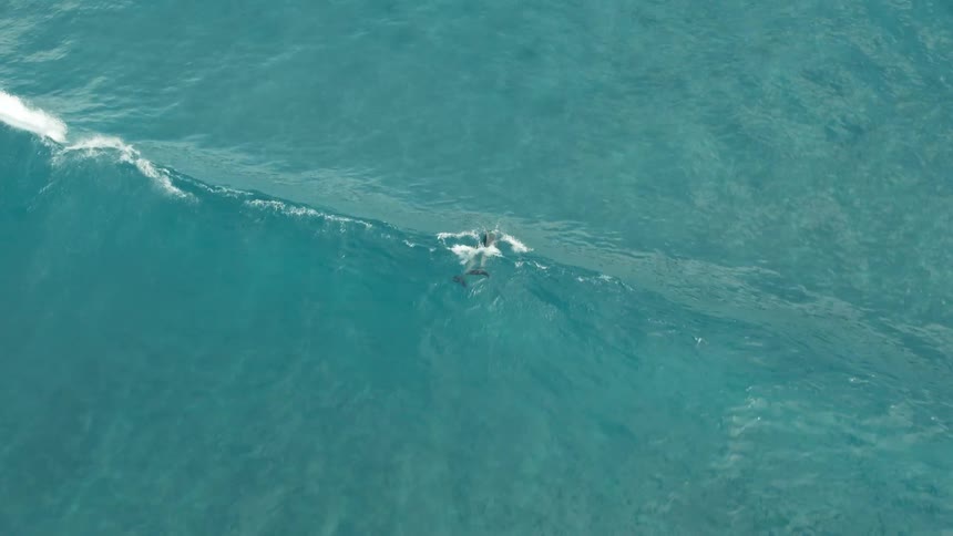 Dolphin swims in crystalclear turquoise waters