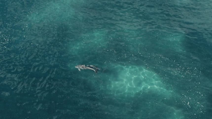 Two dolphins swim and interact in the deep blue ocean water with a seagull flying over them