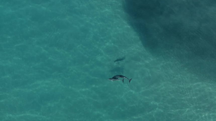 Dolphins swims in clear blue ocean water