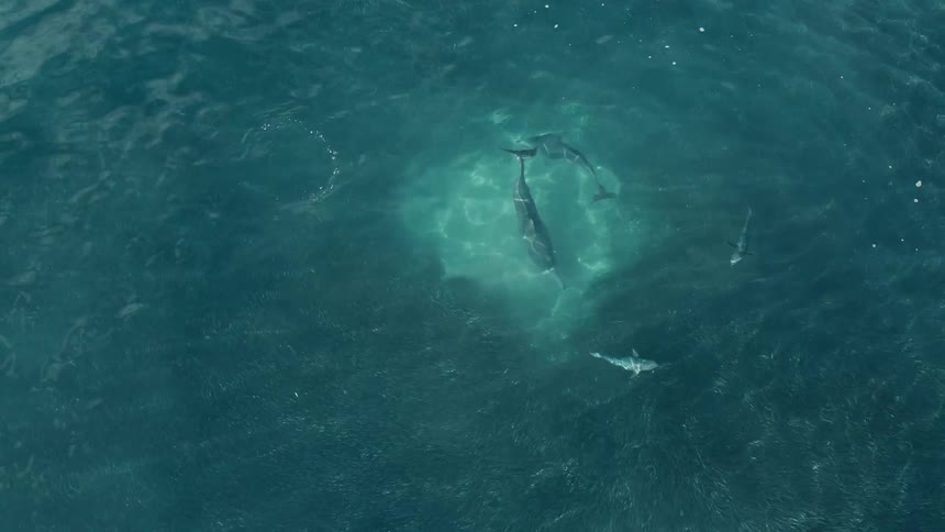 Aerial view of dolphins swimming gracefully in the open ocean