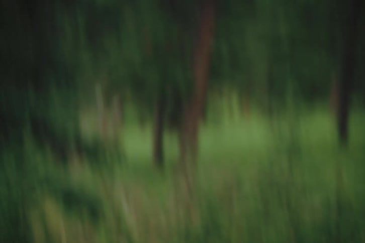 A blurry and shaky view of a green wooded area