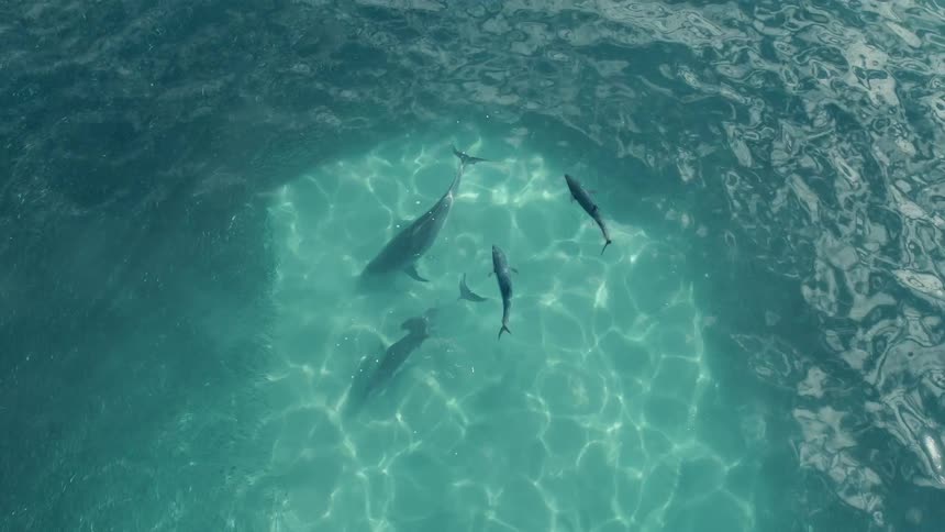 A pod of dolphins swims near the ocean surface