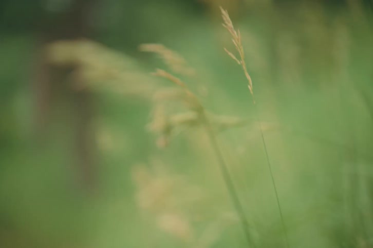 A gentle breeze moving through a field of tall wild grass