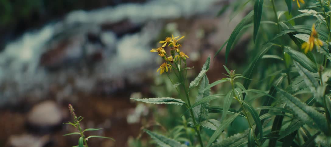 The video shows a closeup of a small cluster of vibrant yellow flowers and green foliage in the background a rushing stream is visible creating a soft blurred effect as the water flows over rocks