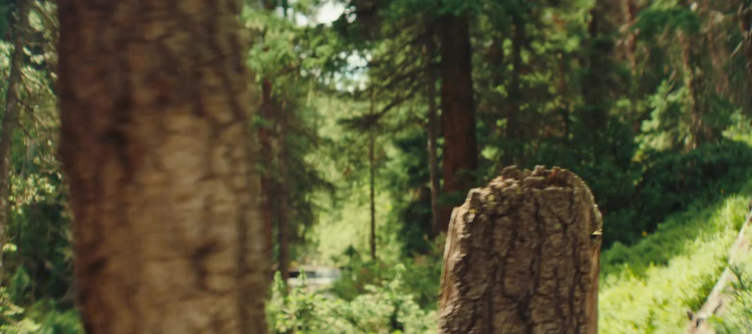 A group of friends hike a wooded trail with backpacks