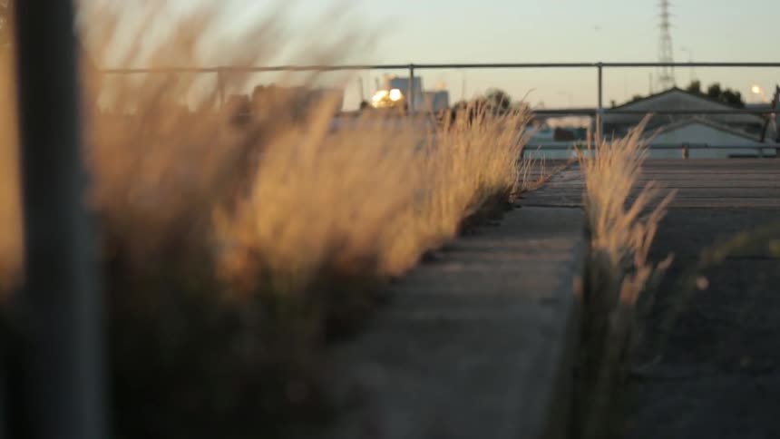 Grass blowing in the wind
