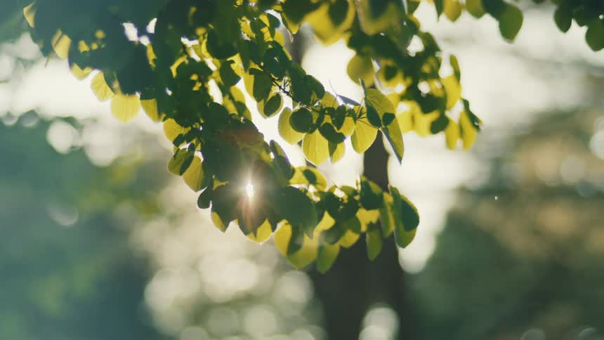 The sun shines on the tree branches