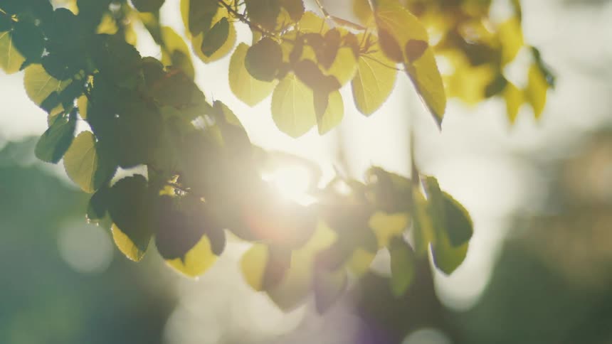 Sunlight filters through the leaves of a tree creating a dappled and ethereal effect