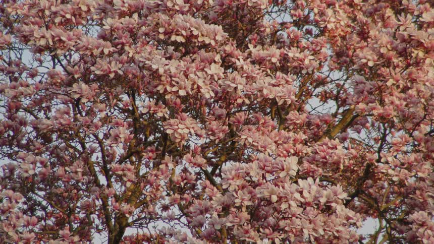 A static dense shot captures the freshly bloomed pink and white blossoms of a cherry tree with its branches completely filling the frame in warm sunlight