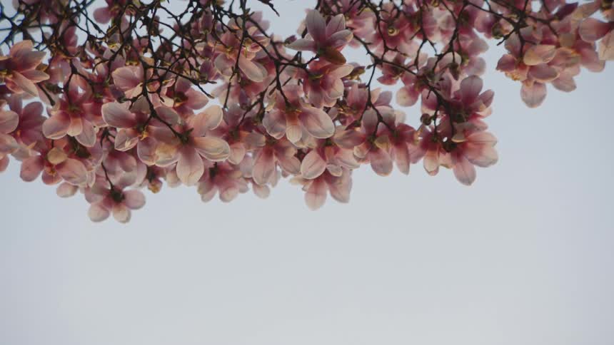 The video shows a closeup shot of pink magnolia flowers on a branch against a light sky the blossoms are in full bloom and fill the top of the frame