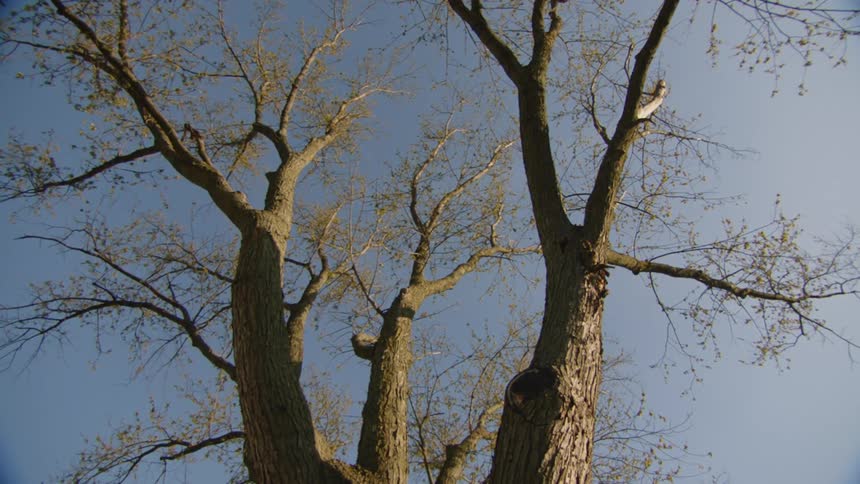 The tall tree fills the clear sky
