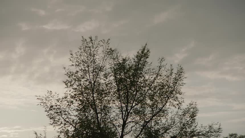 Heavy clouds are over the trees