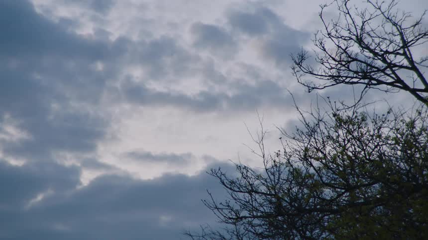 Clouds pass over a barren tree