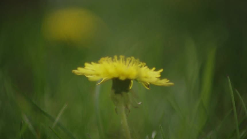 A closeup shot of a yellow dandelion flower growing among green grass