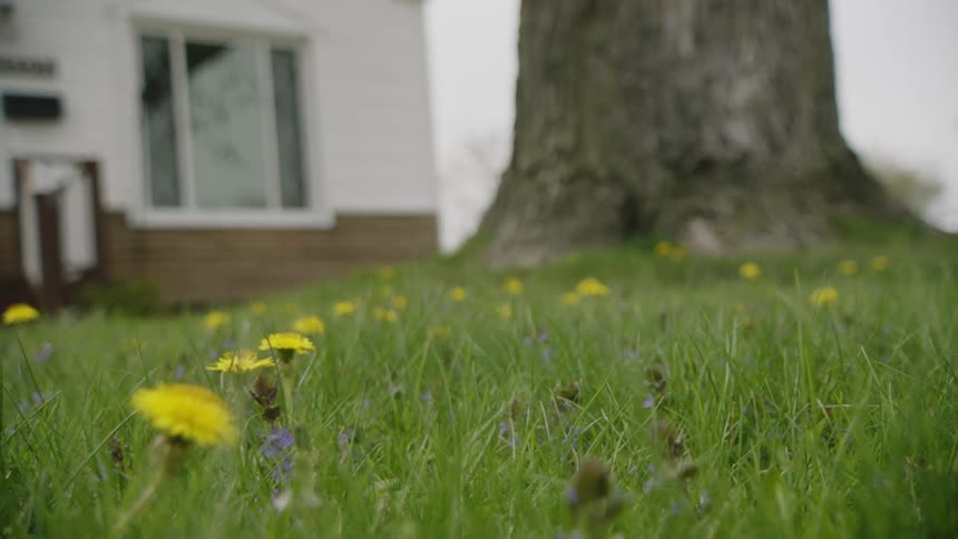 A lowangle shot of a green lawn covered in dandelions and other small wildflowers with the outoffocus background showing the base of a large tree and a house