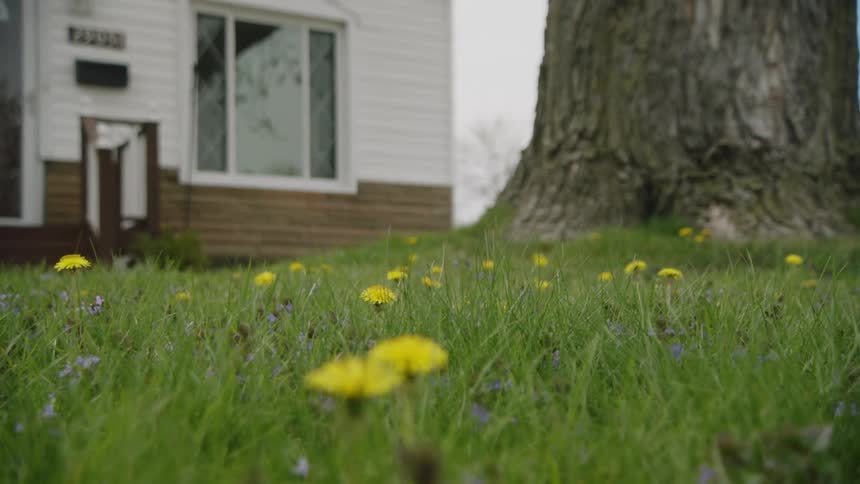 A suburban building lawn with yellow flowers blooming beside a tree at midday