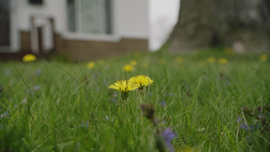 The yellow flowers of a weed are growing in the lawn of a house