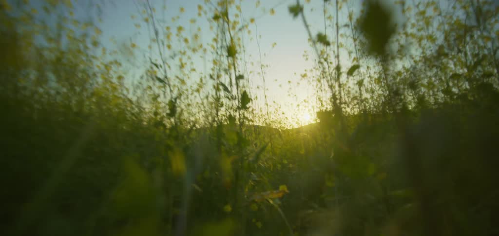 The sun is shining on the tall grass