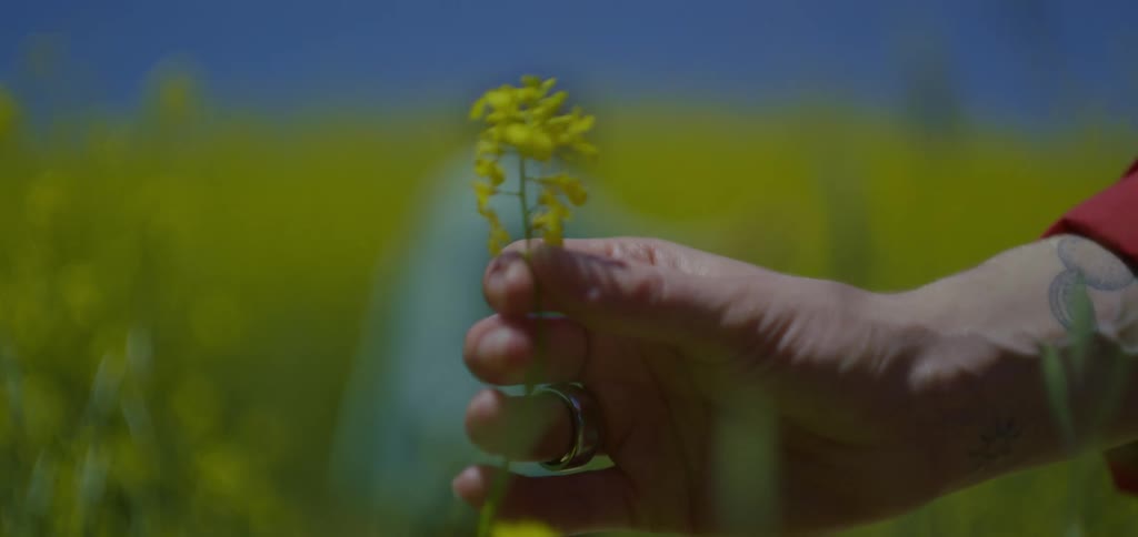 The woman touches the flower on the field