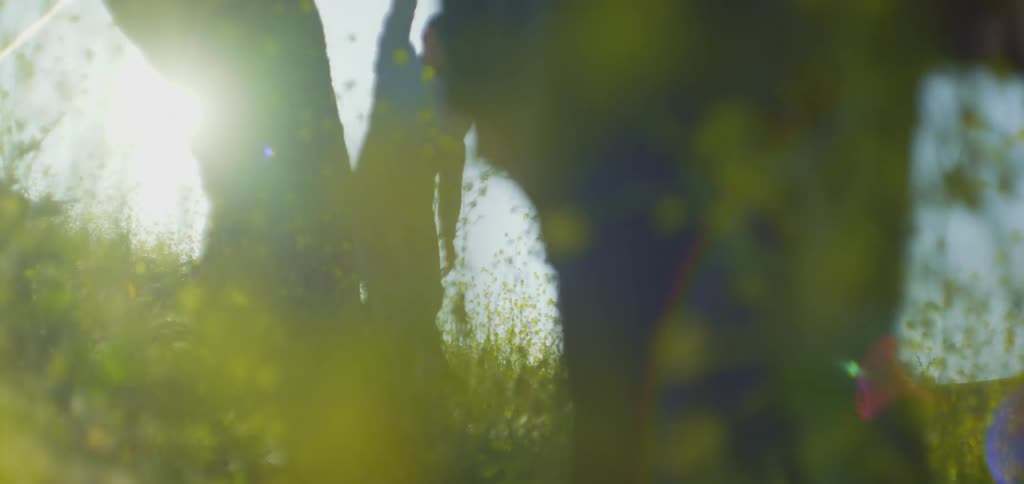 The video shows an intimate closeup shot of two people in a field of tall grass the people are obscured by the foreground plants and sunlight streams through the plants creating a blurred and artistic shot