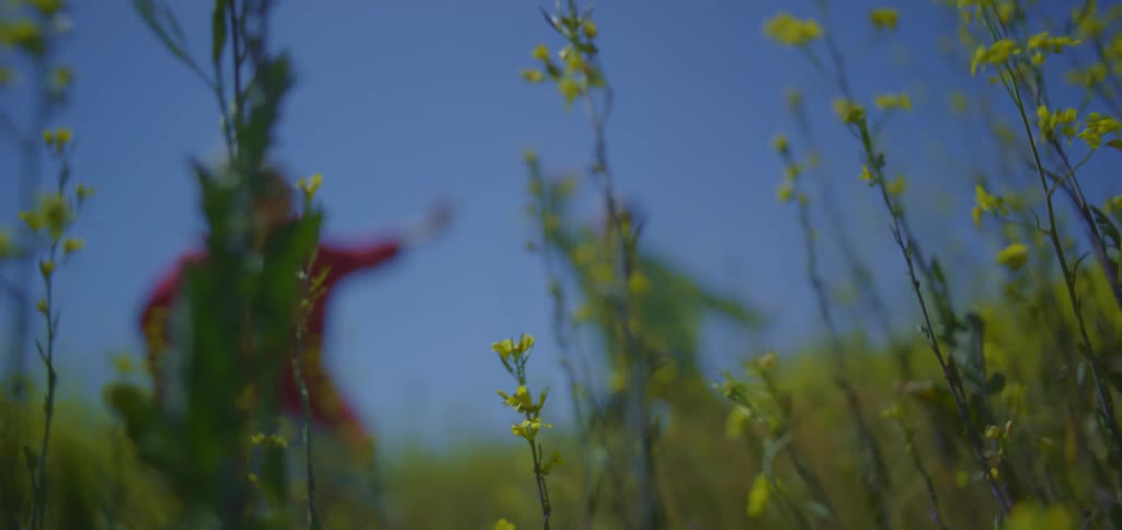 Two people practicing tai chi in a field of yellow flowers