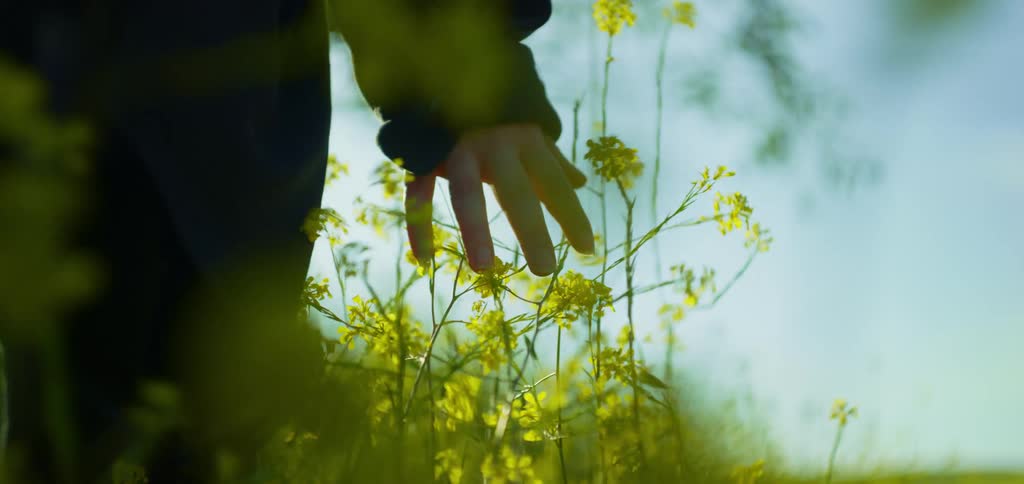 A hand with a dark sleeve is seen from a low angle reaching down to touch the tops of yellow wildflowers in a grassy field the sky above is a clear light blue