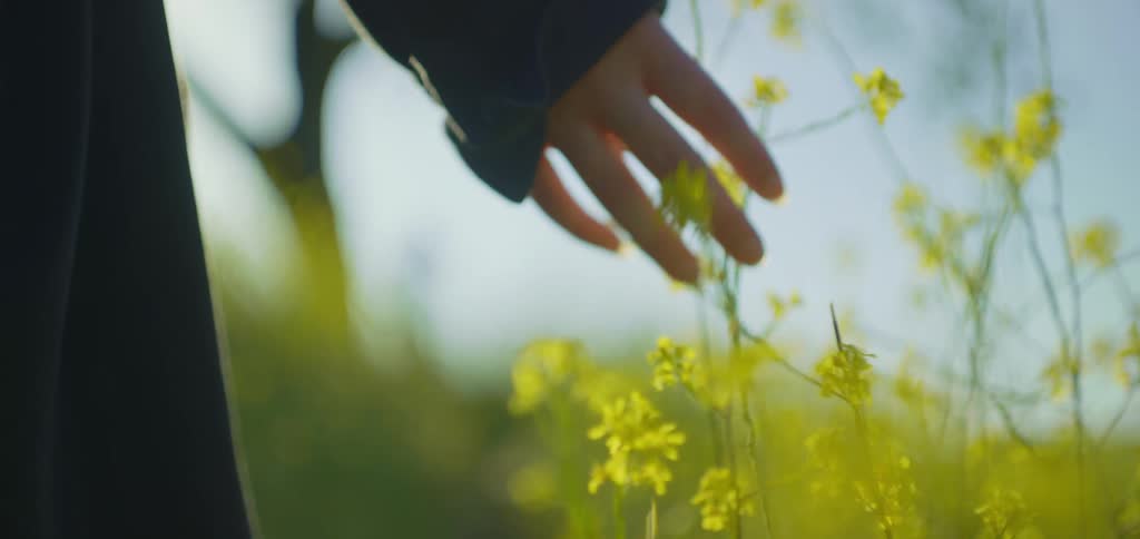 The woman touches the flowers as she walks through the field