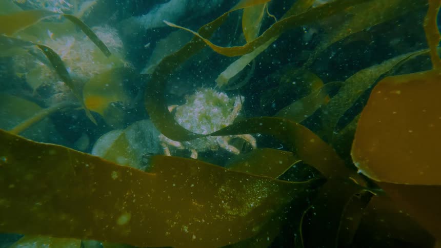 A sea crustacean moves swims to the sea floor in between leaves of seaweeds