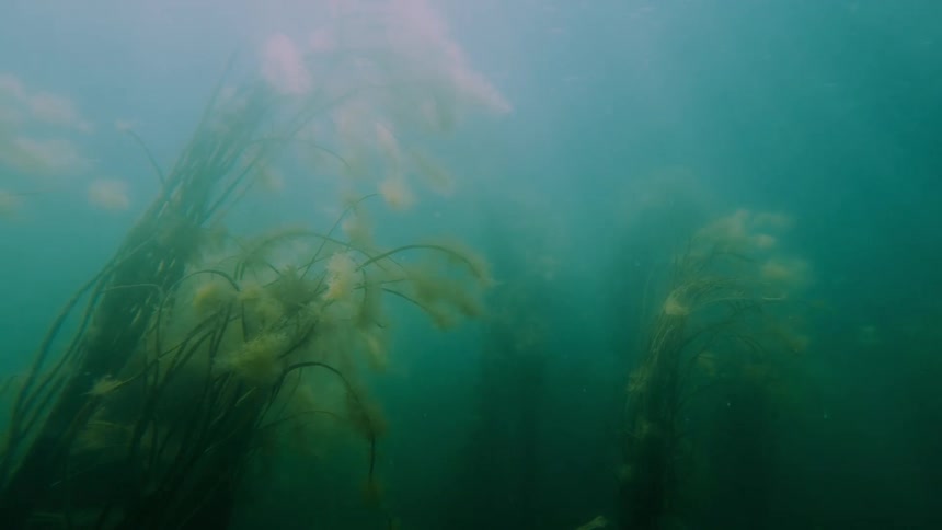 Underwater plants on the river floor during daytime