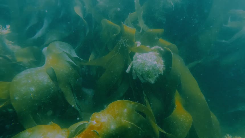 Green seaweed sways underwater in deep waters