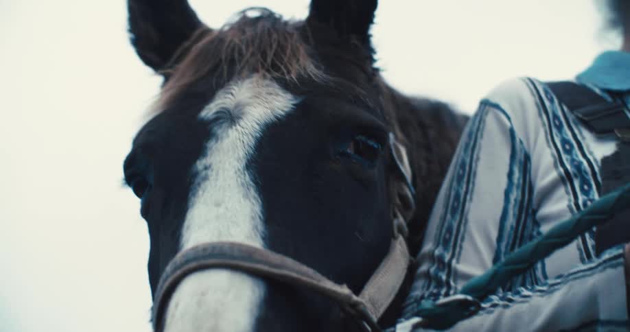 A horse with dark fur and a white blaze down its face is seen from a low angle a person is holding a blue rope connected to the horses bridle