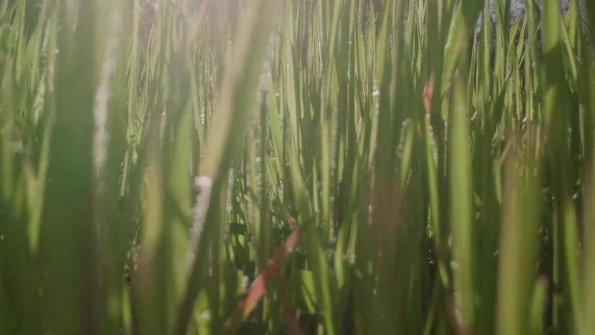 A groundlevel pointofview shot pushes forward through tall green blades of grass glistening with dew drops in the sunlight