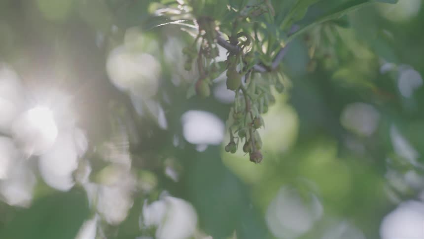 A macro shot focuses on a cluster of small berries or buds hanging from a branch the shot is bright and airy with the suns glare creating a strong lens flare