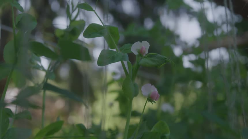 A series of plants in a garden blooming with flowers at midday