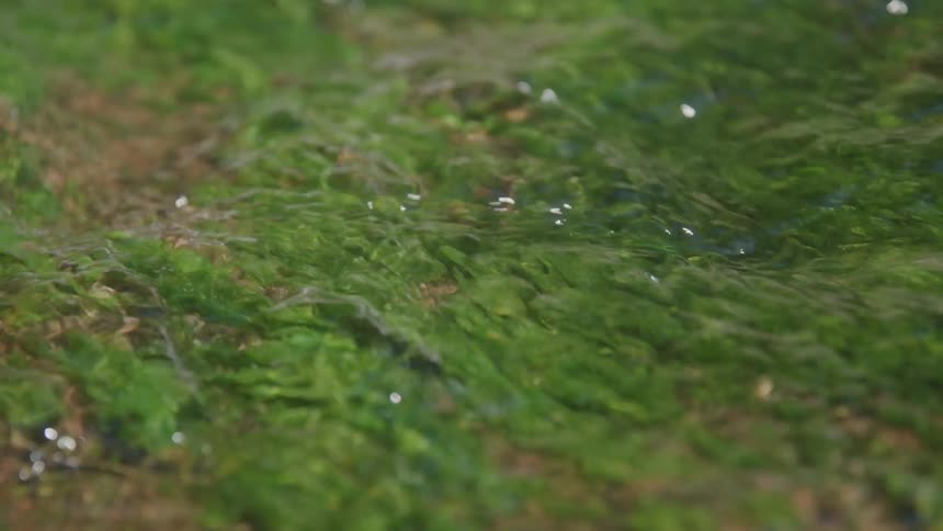 Clear water in a stream flows swiftly over some rocks on a sunny day