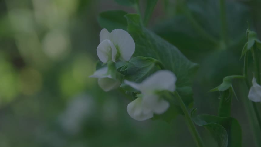 A delicate white pea blossom on a green vine is captured in a macro shot with the softfocus foliage of a garden in the background