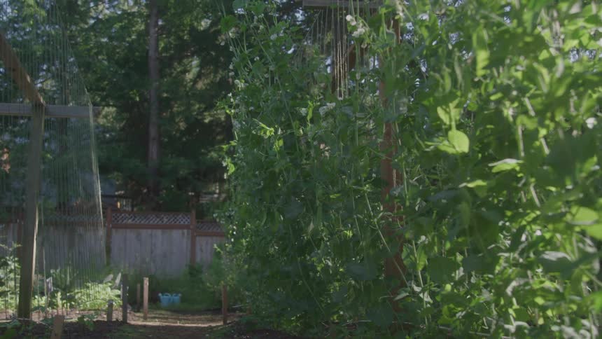 Rows of green plants growing on a trellis structure in a garden
