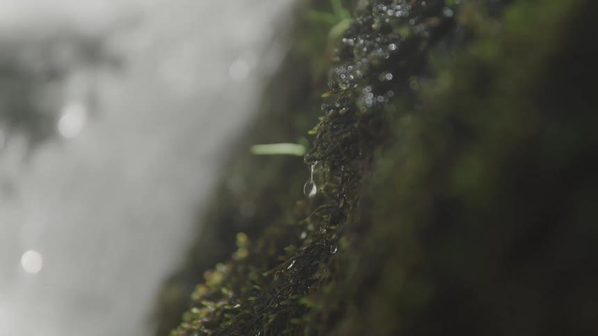 A stream of water trickles down a mossy dark rock small water droplets cling to the surface of the moss glinting in the light before falling