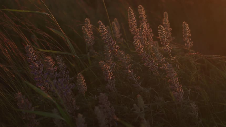 Wind blows the lavender on the field
